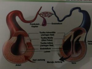 Fakta Fakta Anatomi Tubuh Manusia Yang Mencengangkan Dunia Ilmiah