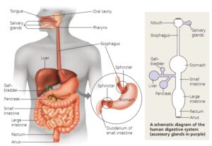 Macam-Macam dan Jenis Penyakit Pada Sistem Pencernaan Manusia