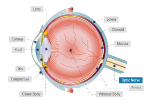 Anatomi Mata (Bagian Organ Mata) Beserta Fungsinya