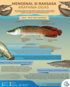 Mengenal Asal-Usul Ikan Arapaima Gigas di Perairan Indonesia