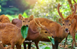 Sejarah & Manfaat Menjaga Ekosistem Rusa Bawean Yang Mulai Langka