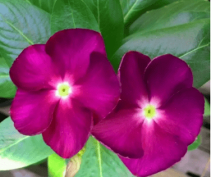 Gambar Foto Bunga Vinca, Serta Cara Budidaya dan Perawatannya