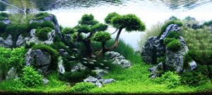 Pengertian Aquascape Beserta Jenis Tanaman dan Ikan Yang Cocok