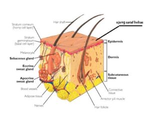 Memahami Bagian-Bagian, Fungsi Indra Peraba dan Perasa, Kulit