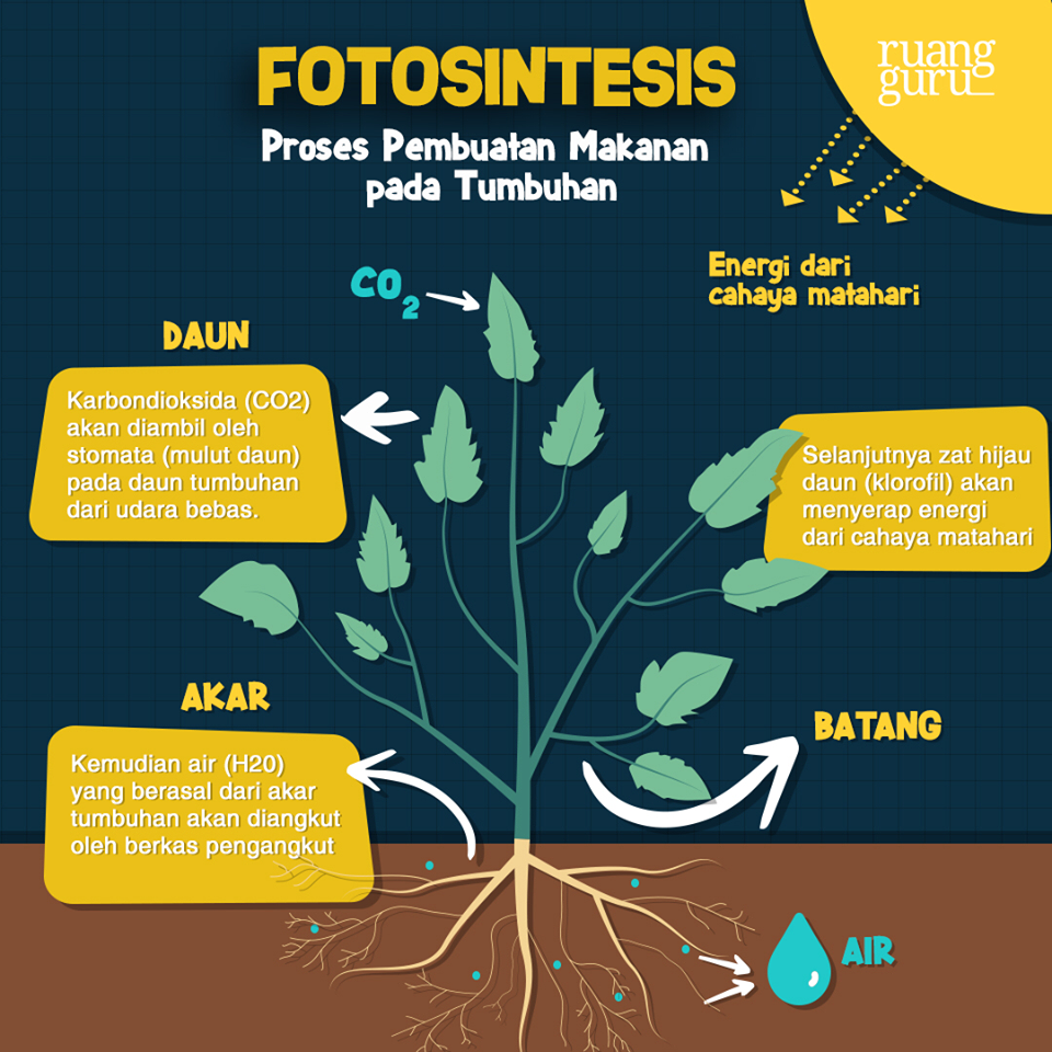 Pengertian, Faktor, Rumus, dan Proses Fotosintesis Pada Tumbuhan