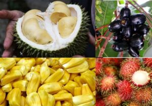 Pengertian, Jenis dan Potensi Buah Tropis Indonesia