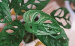 Sejarah, Khasiat, Harga Tanaman Janda Bolong dan Kenapa Berlubang