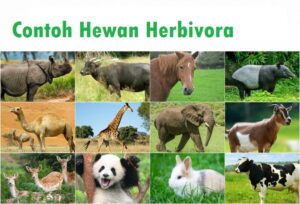 Pengertian Serta Contoh Hewan Karnivora, Omivora dan Herbivora