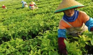 Mengenal Jenis Teh Paling Populer Beserta Ciri-Cirinya