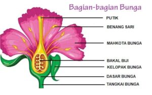 Fungsi, Jenis dan Bagian-Bagian Bunga yang Perlu Diketahui