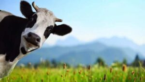 Kapan Idul Qurban Tahun 2021, Apa Saja Amalan Yang Disunahkan