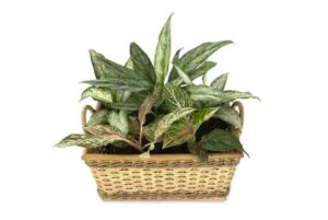 Pengertian Aglaonema dan Jenis Mulai dari Yang Murah sampai Mahal