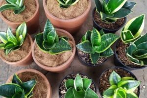 7 Jenis Tanaman Hias Cantik Untuk Rumah, Cocok Untuk Mengusir Ular