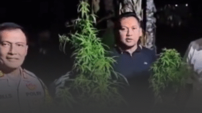 Ladang Ganja 2 Tahun Tak Terdeteksi, Polres Blitar Kota Bongkar Puluhan Karung Tanaman Terlarang