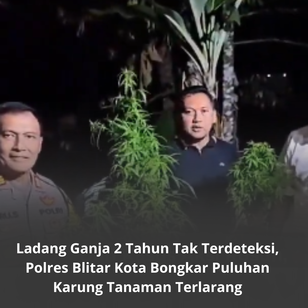 Ladang Ganja 2 Tahun Tak Terdeteksi, Polres Blitar Kota Bongkar Puluhan Karung Tanaman Terlarang